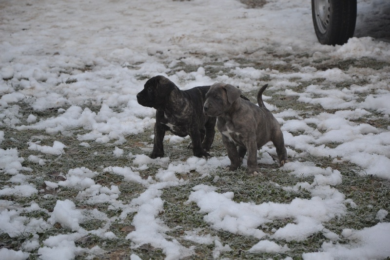 Des P'tits Loups Du Sundgau - Cane Corso - Portée née le 17/11/2010