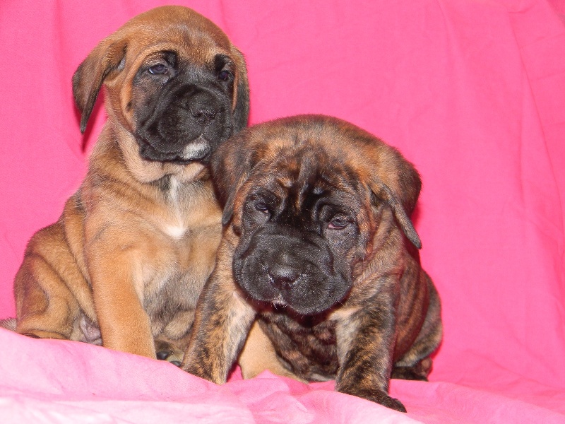 Des P'tits Loups Du Sundgau - Cane Corso - Portée née le 20/11/2010